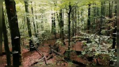 Девственные буковые леса в Карпатах как природная лаборатория