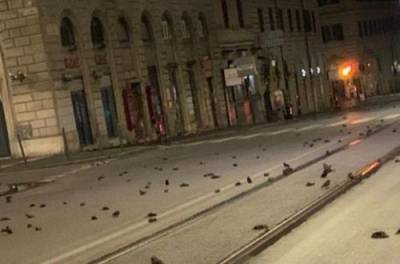 Центр Рима усеял дождь из мертвых птиц. ВИДЕО