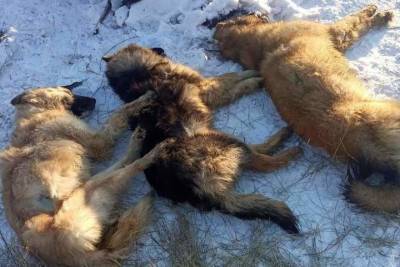 Глава Бурятии поручил помочь приюту для бездомных животных, где были убиты три собаки