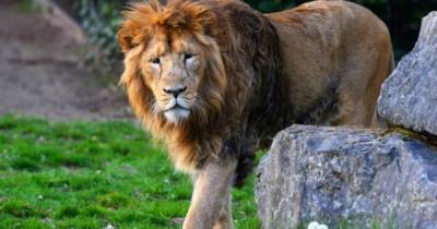 Британский актер предложил скормить себя львам из любви к природе