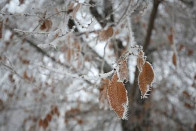 Волгоградцев 10 января ожидает снег и порывистый ветер