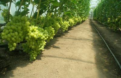 Виноград в закрытом грунте — перспективный бизнес для малых фермеров