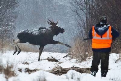 Смоленские охотники с 10 января не должны трогать лосей по новым правилам