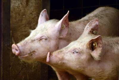 Россельхознадзор Ленобласти напомнил о профилактике африканской чумы свиней