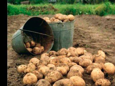 В России начнут штрафовать за несанкционированную торговлю картофелем