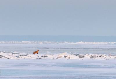 Рыжие на белом: фотограф показал лисиц, гуляющих по льду Финского залива