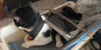 Житель Ришон ле-Циона подозревается в издевательствах над кошками