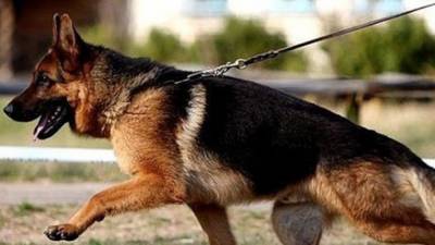 Служебная собака не сдержала слез при виде своего любимого полицейского