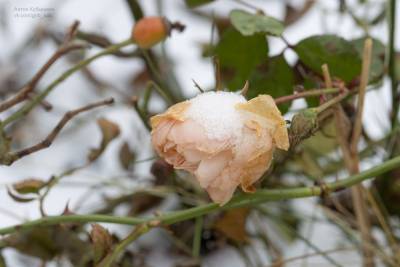 В Приморском районе розы зацвели на морозе
