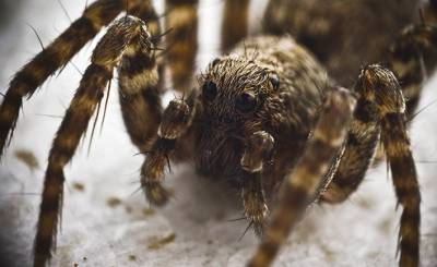 Al Jazeera (Катар): в поисках самки. Почему яд пауков-самцов стал смертельным для человека?