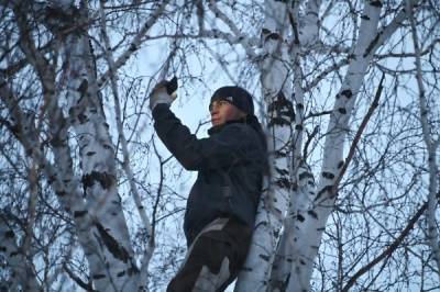 Студент из Омска, ловящий интернет на березе, вывихнул руку, когда спрыгивал с дерева – Учительская газета