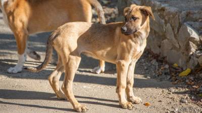 В Челябинске более десятка собак запрели в брошенном доме умирать
