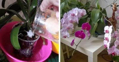 Доступная подкормка, гарантирующая Орхидее великолепное цветение
