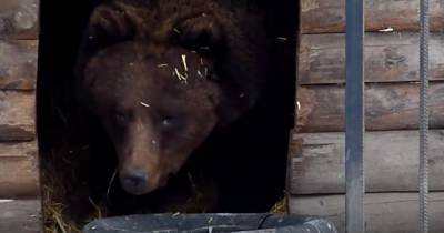 Зоопарк объявил конкурс колыбельной для медведицы, не ушедшей в спячку