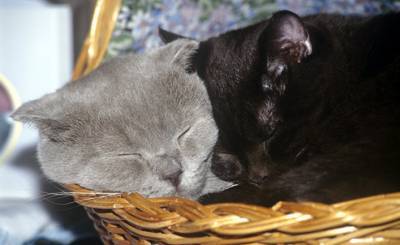 Yahoo News Japan (Япония): в России есть замечательная кошачья порода – «сибирская»