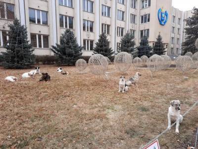 В Астрахани бездомные псы отнимают еду у людей