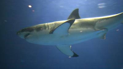 В штате Мэн на побережье нашли гигантскую мертвую акулу "размером с грузовик"