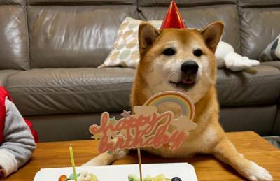 Собаке-мему исполнилось 10 лет: хозяева устроили праздничную вечеринку