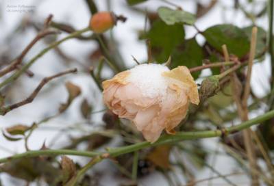 Ботаник объяснил зимнее цветение роз в Петербурге