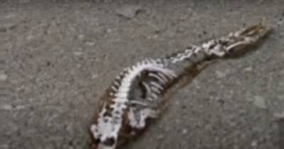 Загадочные останки скелета обнаружили в Антарктике