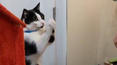 Не останавливайся! Кот обожает почесывания и не позволяет человеку расслабляться (Видео)