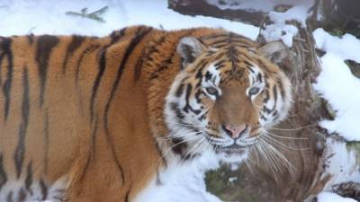 Встреча с тигром закончилась гибелью охотника из Хабаровска