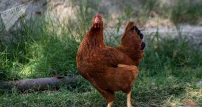 Куры старые, проблема извечная: почему армянские птицефабрики так "колбасит"