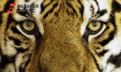 Амурский тигр убил хабаровского охотника