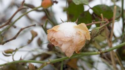 В парке 300-летия Петербурга заметили распустившиеся розы
