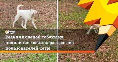 Реакция слепой собаки на появление хозяина растрогала пользователей Сети