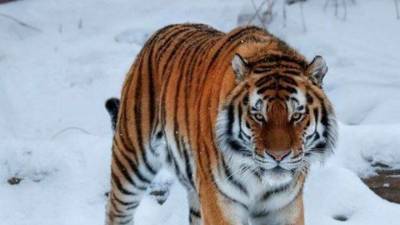 Амурского тигра заподозрили в убийстве мужчины в Хабаровском крае