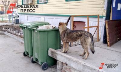 В Перми безнадзорных собак за три года стало меньше на 21 процент