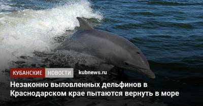 Незаконно выловленных дельфинов в Краснодарском крае пытаются вернуть в море