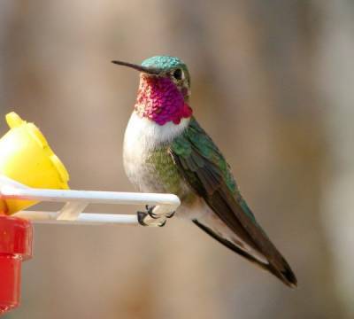 Колибри видит цвета, которые человек даже не может представить — ученые