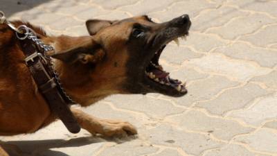 Домашняя собака насмерть загрызла годовалого ребенка в Кемеровской области