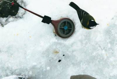 На льду Кимозера рыбаков навестила смелая синица – она роняла удочки и даже заглядывала в лунки - online47.ru
