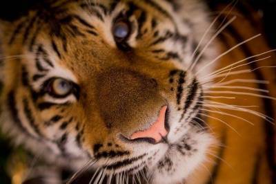 Картина дня в Хабкрае: амурский тигр и отставка главы избиркома