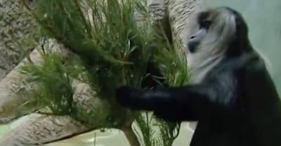 Московский зоопарк запустил акцию по сбору елок и сосен