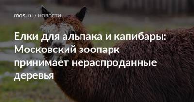 Елки для альпака и капибары: Московский зоопарк принимает нераспроданные деревья