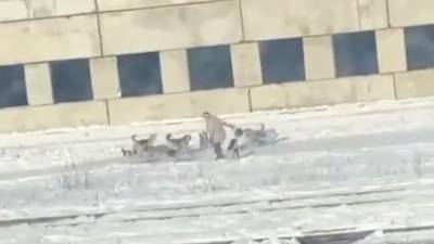 Стая собак напала на женщину в Тынде. Видео