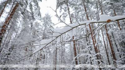 Снег и гололедица ожидаются местами по Беларуси 12 января