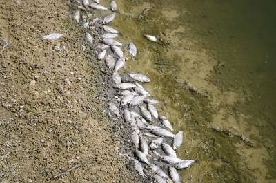 В реке Мечетка Зерноградского района Ростовской области зафиксировали массовую гибель рыбы