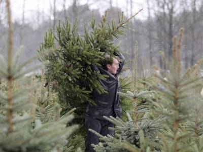 Как в России и за границей утилизируют новогодние елки