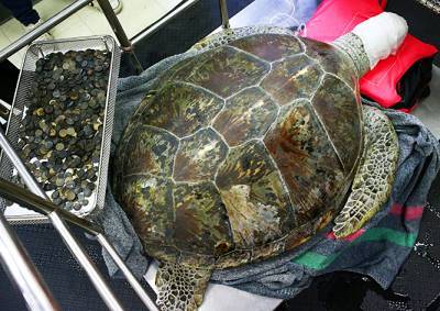 Живая копилка: в Таиланде из желудка черепахи извлекли 915 монет