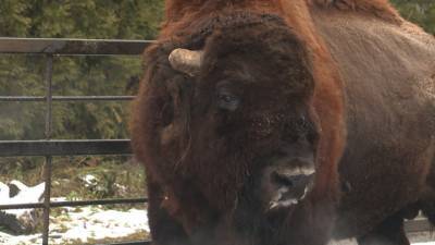 В Калининградском зоопарке бизон стал символом Нового года