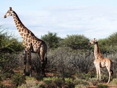 Ученые рассказали о первых встречах с карликовыми жирафами