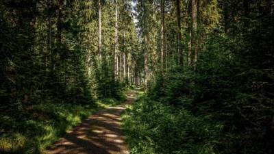 Ленобласть и Финляндию свяжет туристическая экотропа в 2021 году
