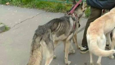 Собачье заточение: в Тверской области освободили 10 собак, находившихся в квартире под замком
