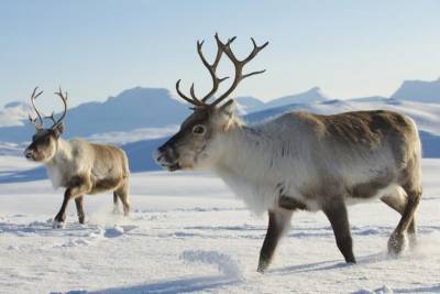 Mondi и WWF России продолжают партнерство для сохранения дикого северного оленя