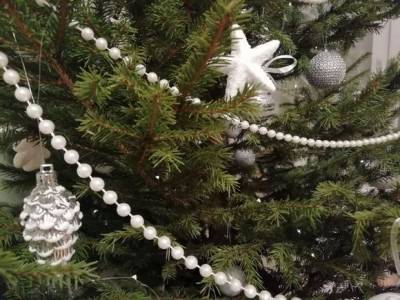 В Петербурге открылись пункты приема новогодних елок